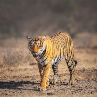 jaipur-ranthambore-tour-packages/